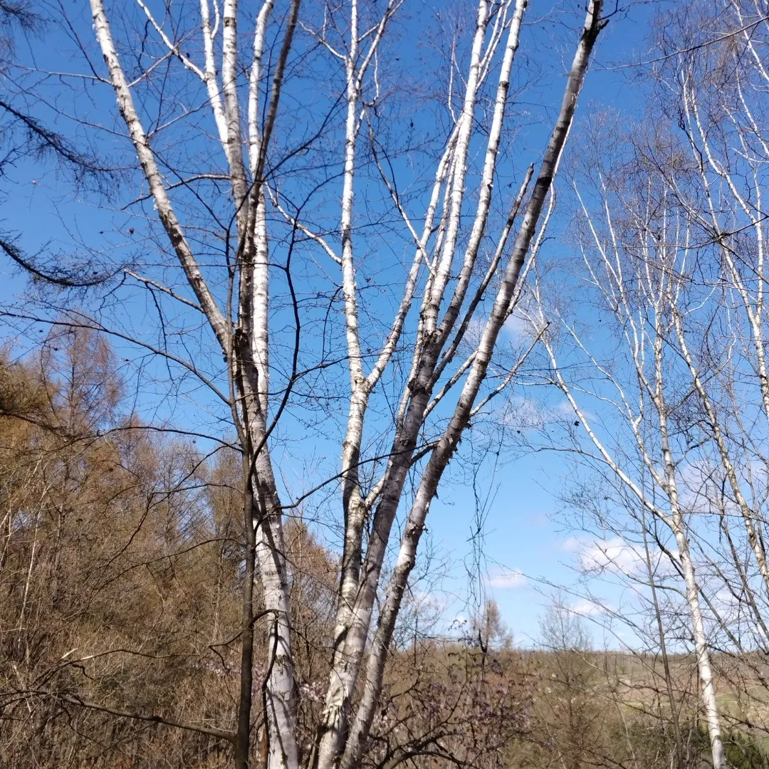 白樺、青空、南風